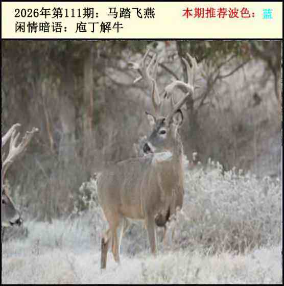 今日闲情2 第110期
