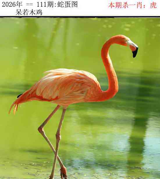 正版蛇蛋图 第110期