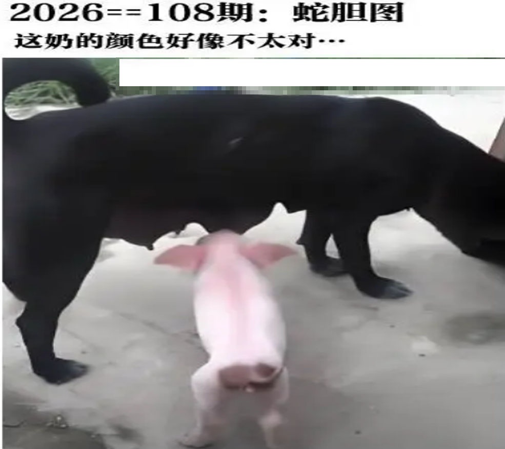 另版蛇蛋图 第108期