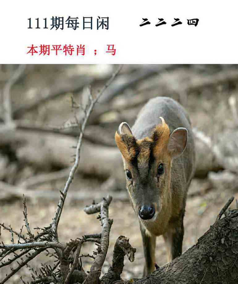 每日闲情 第111期