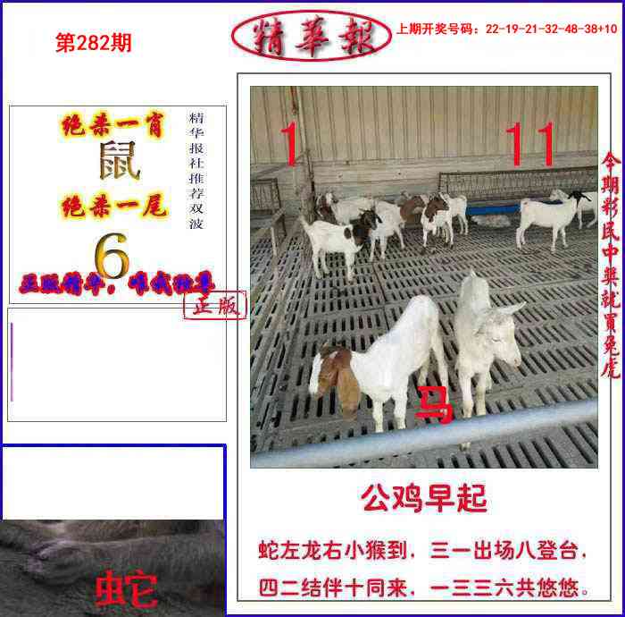 新精华报报 第281期